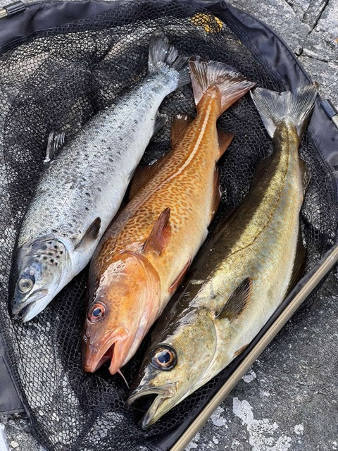 Saltwater Fly Fishing in Southern Norway: What you need to know