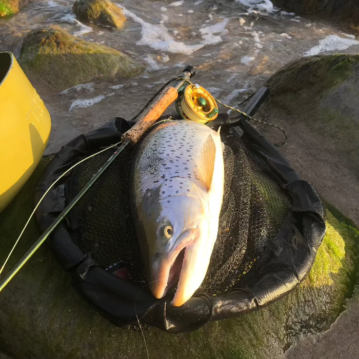 Sea Trout Fly Fishing Guiding in Denmark