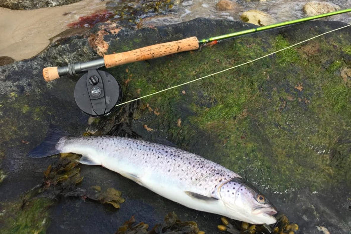 Fly rod with caught sea trout on a rocky surface in Denmark