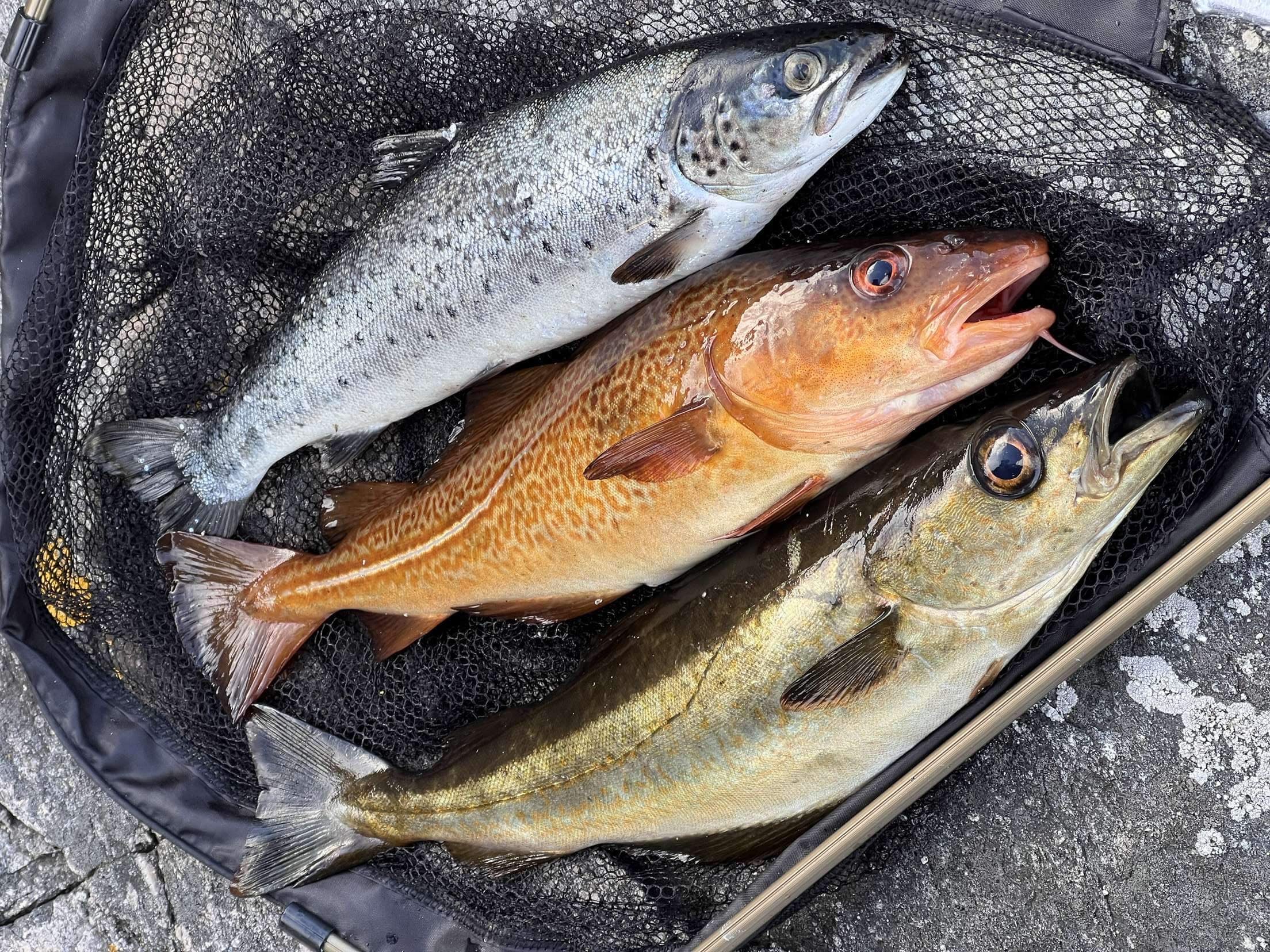 Saltwater Fly Fishing in Southern Norway: What you need to know