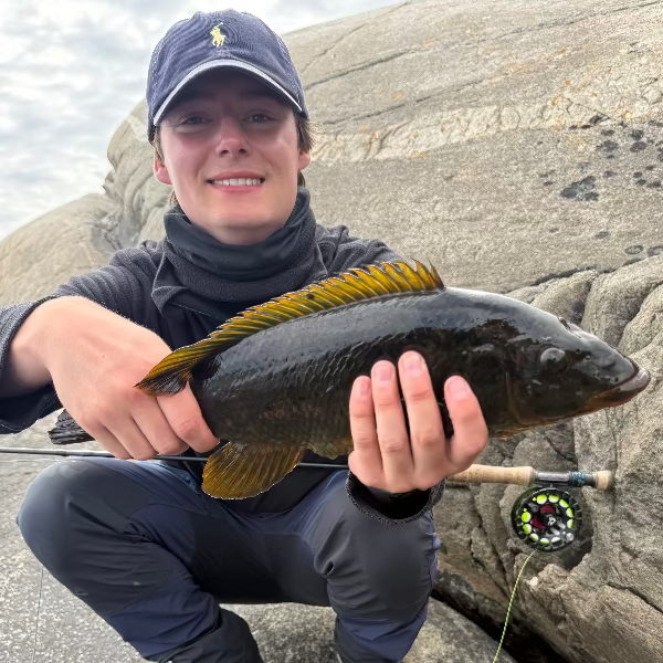 Person holding a large wrasse on rocky terrain with fly fishing gear in the background