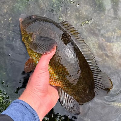 Hand holding a ballan wrasse fish above water with a blurred natural background