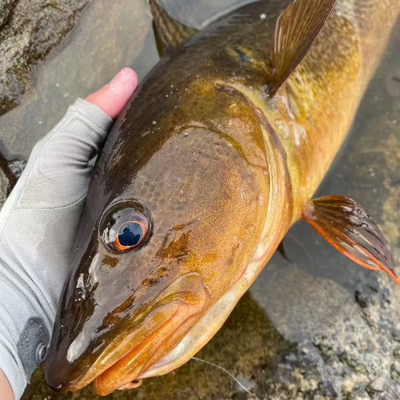 Hand holding a cod with a blurred natural background