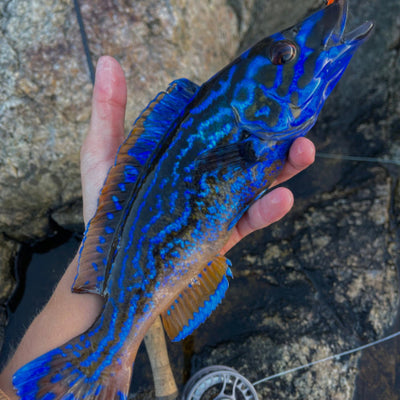 Hand holding a blue cuckoo wrasse with a rocky background