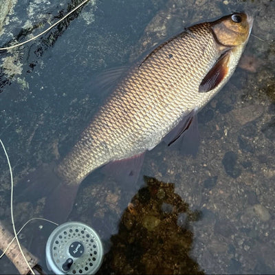 Fish lying on the bottom of a shallow water body with fishing equipment nearby.