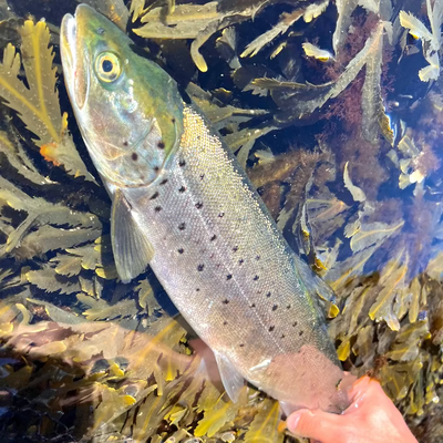 Sea trout held by a hand among seaweed